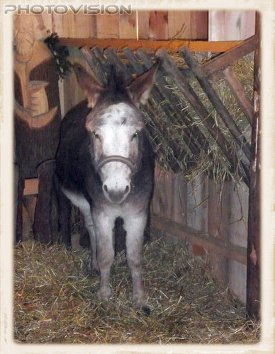 Krippenmitglied Esel