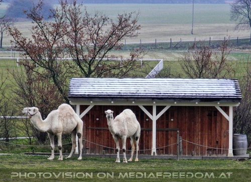 Weisse Weihnachtsdromedare