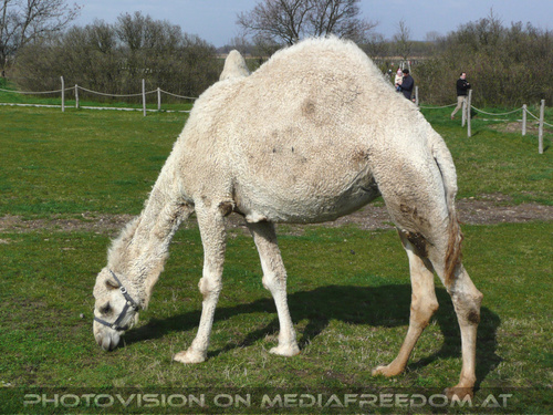 Weisses Dromedar