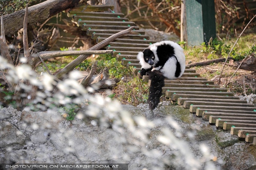 Katta vor dem Wasserstrahl