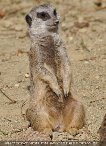 Wachendes Erdm�nnchen