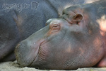 Hippo Relax