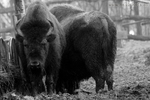 Bison