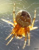 Spinne in der Abendsonne