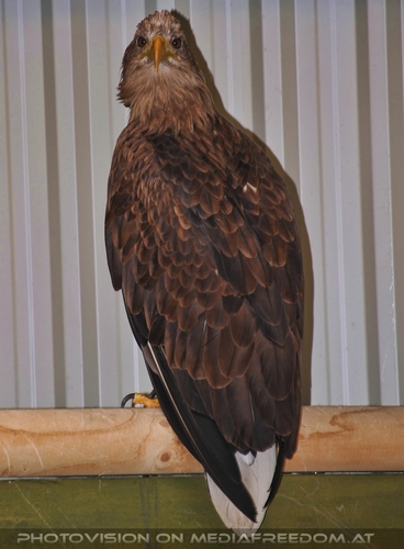 Schau mir in die Augen...