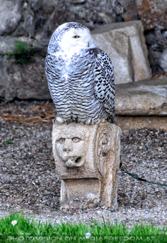 Mittelalterfest zum anfassen 17