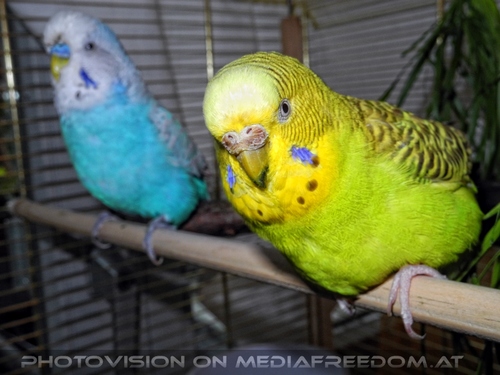 Paar weise Sittiche 5