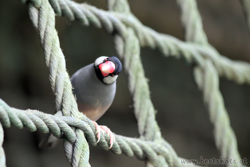 Reisfink (Padda oryzivora)