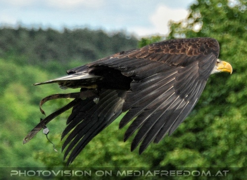 Greifvogel Vorf�hrung 55