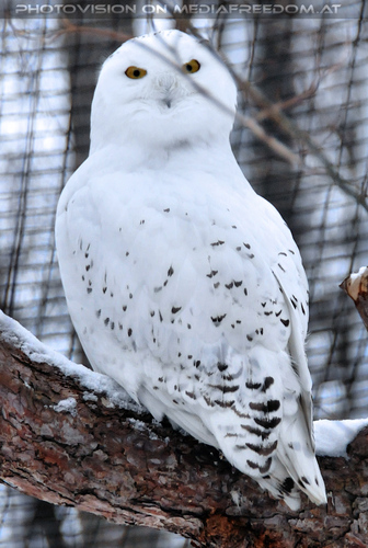 Schneeeule