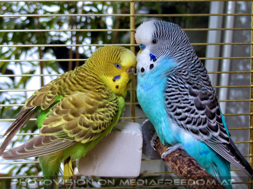 Beauty budgies 2