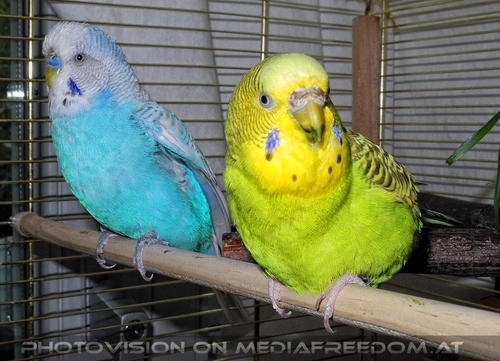 Paar weise Sittiche 3