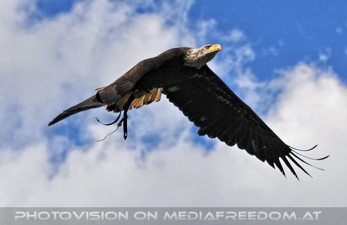 Greifvogel Vorf�hrung 56