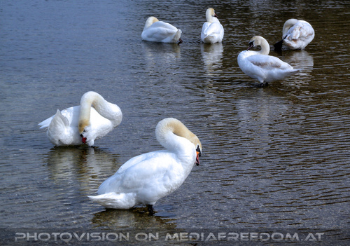 Schw�ne