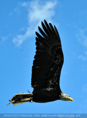 Greifvogel Vorf�hrung 57