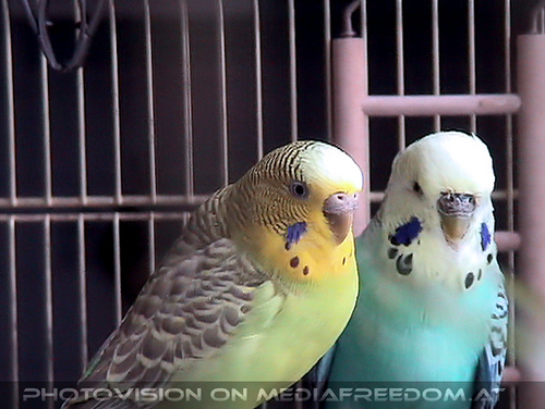 Zweiter Flugversuch 10: Speedy,Niki