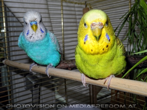 Paar weise Sittiche 6