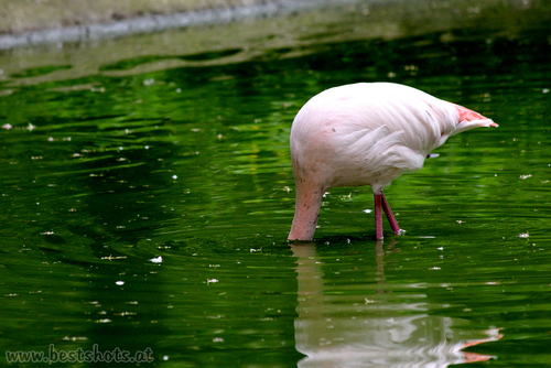 Wo ist der Flamingo?