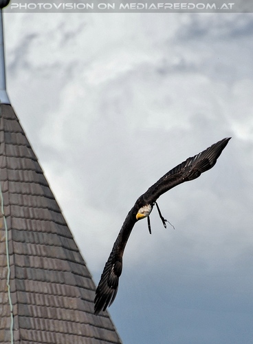 Greifvogel Vorf�hrung 58