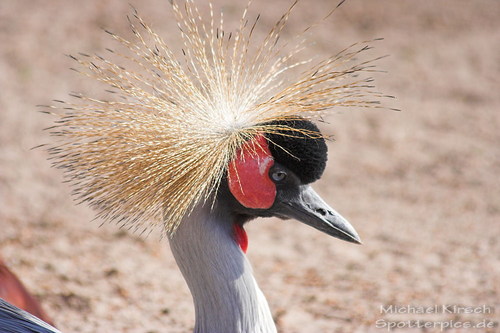 Opfer such neuen Friseur :)