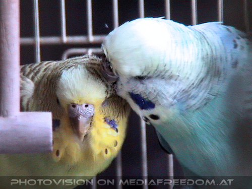 Zweiter Flugversuch 11