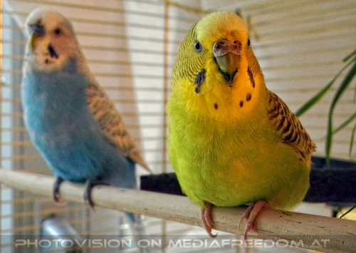 Paar weise Sittiche 1