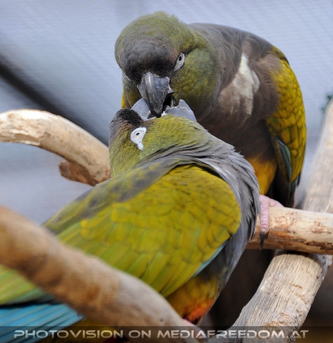 Gro�e Sittich Schmusef�tter