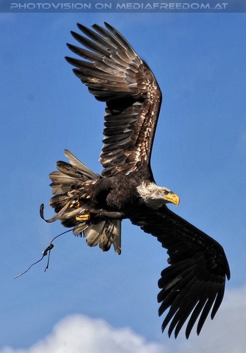 Greifvogel Vorf�hrung 59