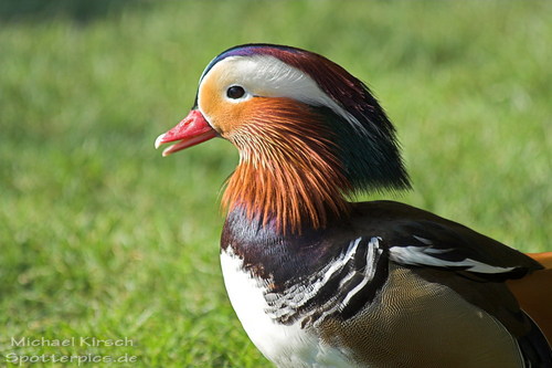 Ein sch�ner Vogel, oder nicht?