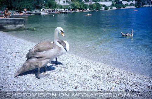 Al lago dei cigni 10