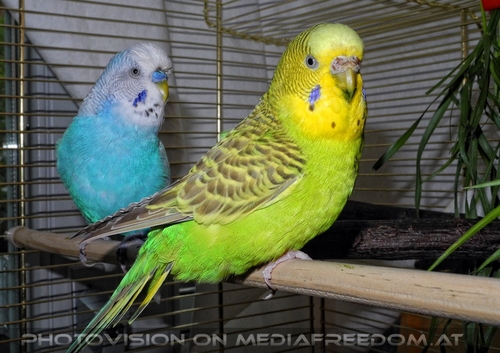 Paar weise Sittiche 2
