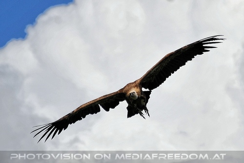 Greifvogel Vorf�hrung 61