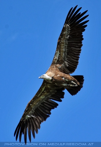 Greifvogel Vorf�hrung 62