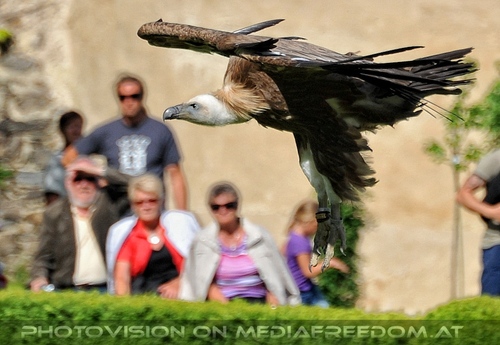 Greifvogel Vorf�hrung 63