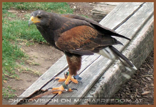 The eagle has landed