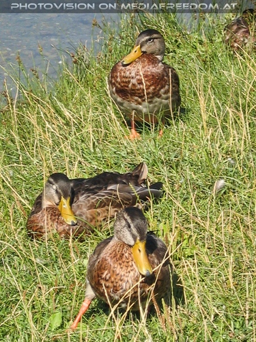 Enten