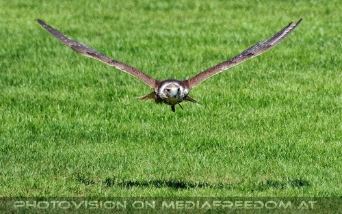 Greifvogel Vorf�hrung 16