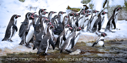 Humboldt Pinguine F�tterung 1