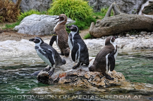 Humboldt Pinguine