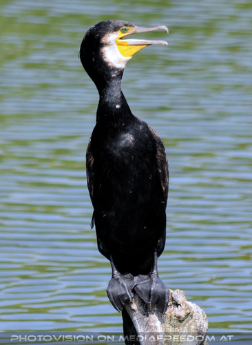Kormoran 1