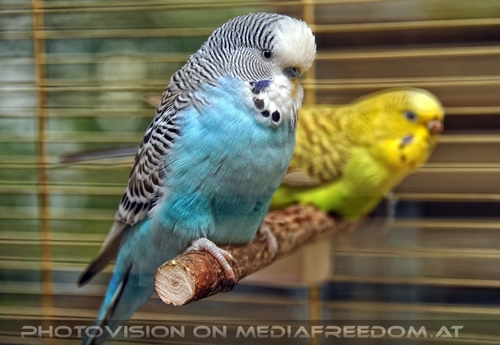 Sittich P�rchen 02