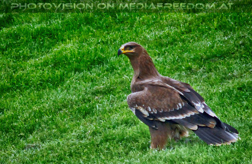 Historische Falknerei 16