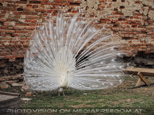 Rad eines weissen Pfaus