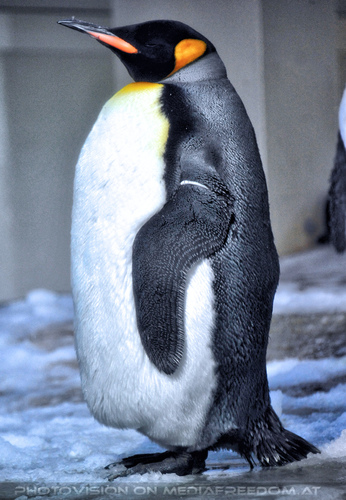 Pinguine 7