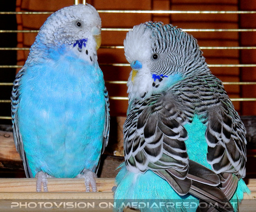 Budgie love 2: Puppi,Lucky