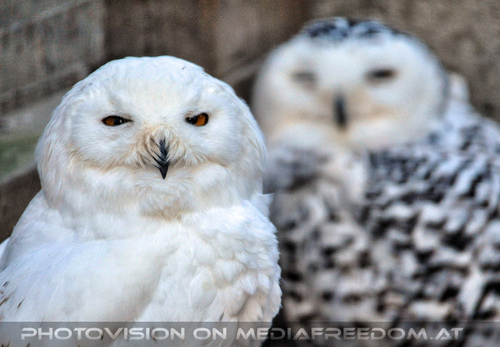 Schneeeulen