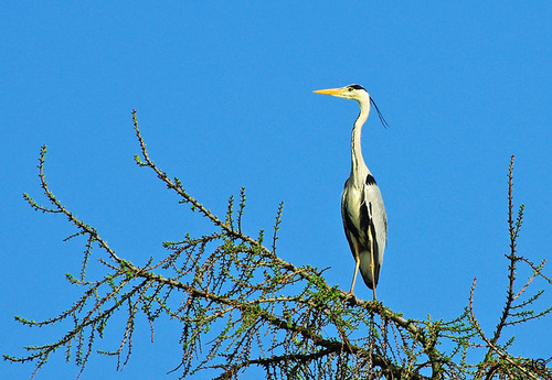 Vogel auf der Baumspitze