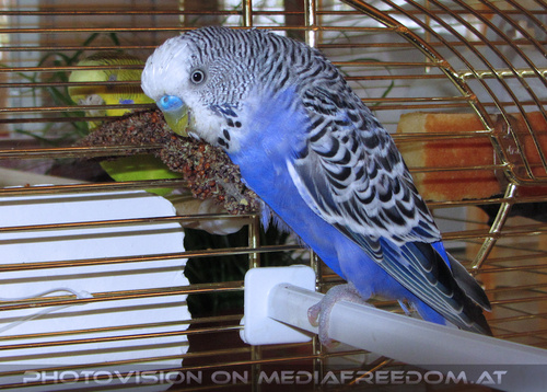 Welcome Slowly Burli 3: Speedy,Slowly Burli