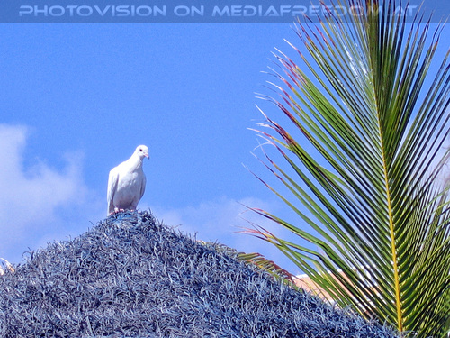 Un dia entero 06: Taube