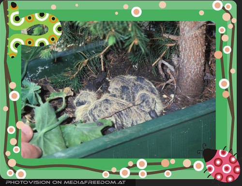 Die Brut im Nest......na und - Probleme damit?